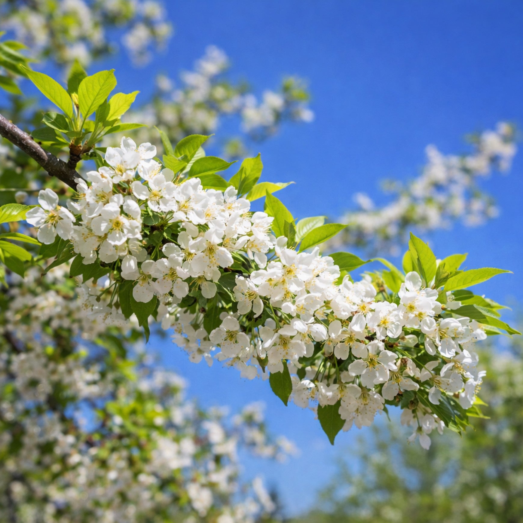Almanac Planting Co: White spring blossoms on a Cutie Pie shrub cherry branch against a blue sky