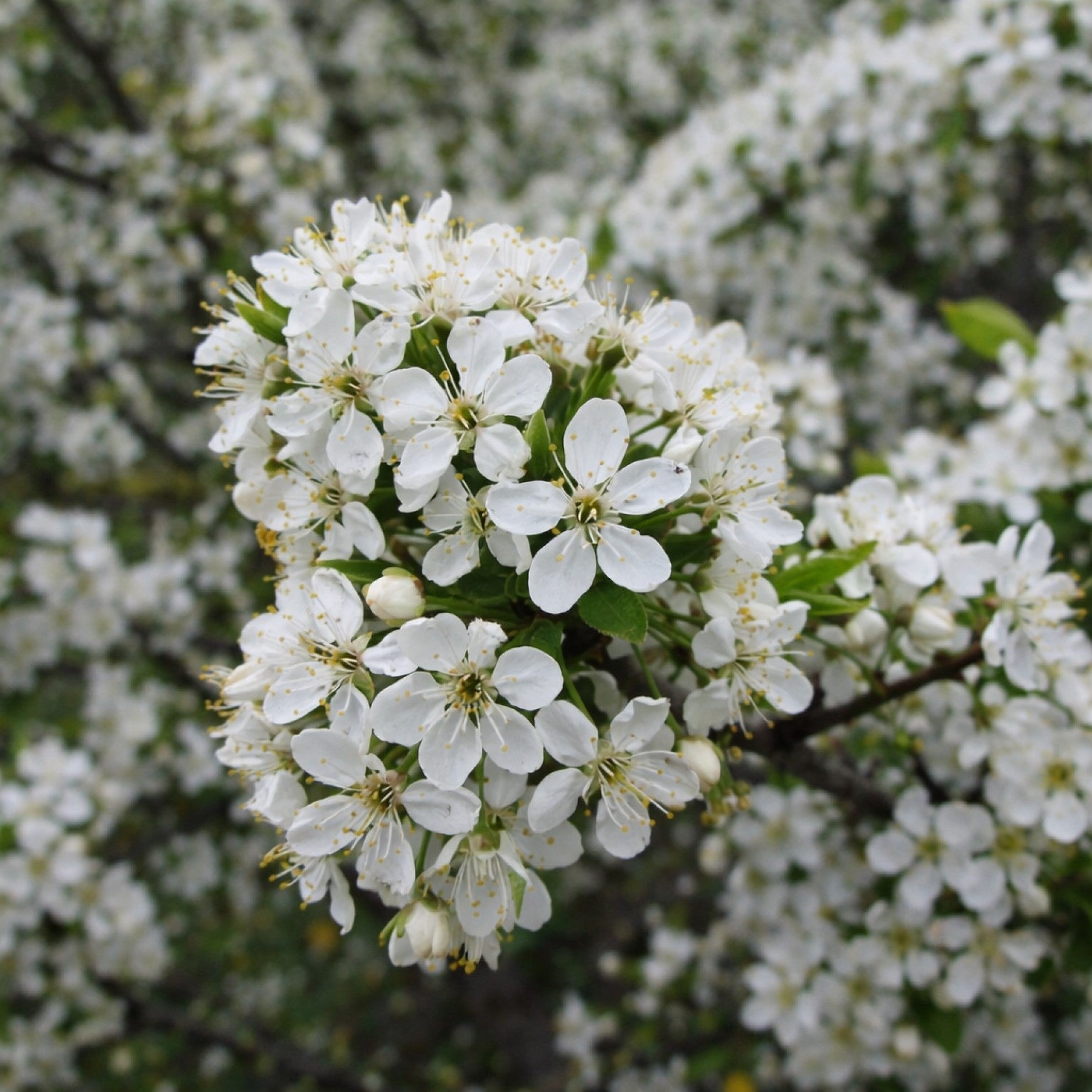 Almanac Planting Co: Close-up of white spring blossoms on a Valentine shrub cherry plant during bloom