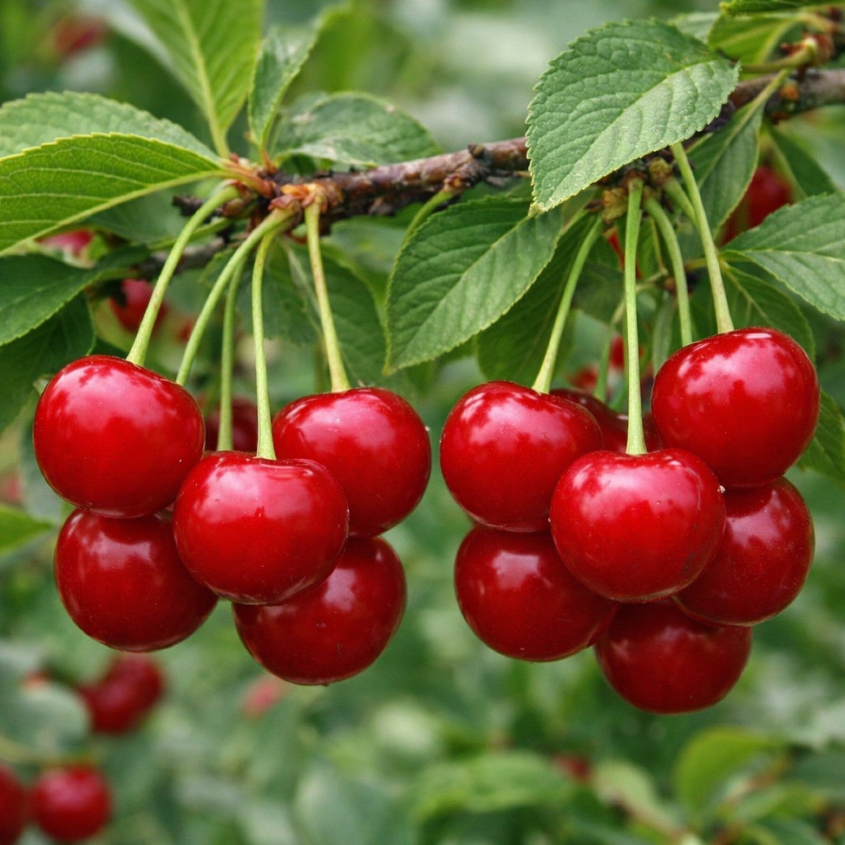 Almanac Planting Co: Cluster of ripe red cherries growing on a Valentine shrub cherry branch in summer