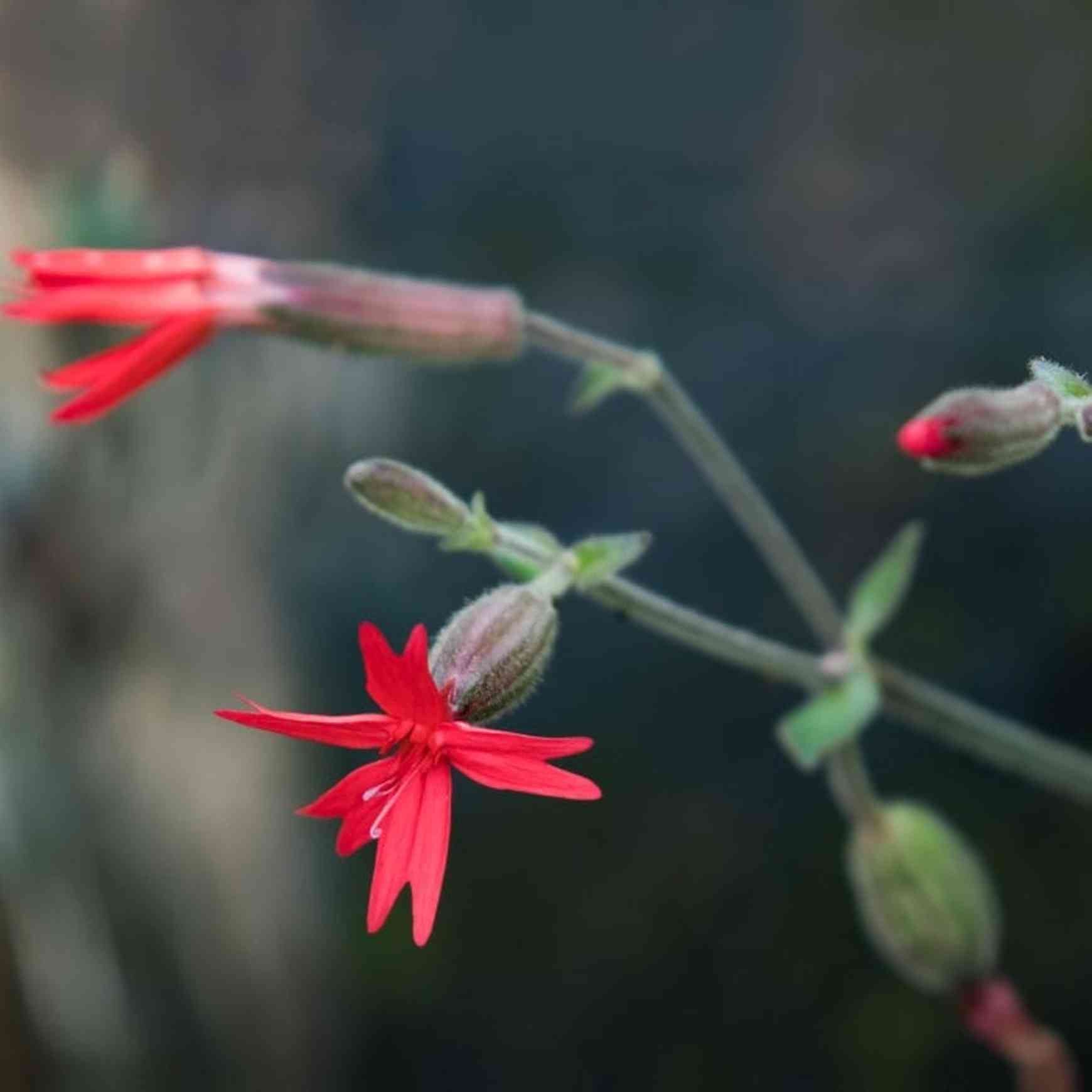 Almanac Planting Co: A striking portrait of Silene virginica in bloom—this fire pink wildflower thrives in part-shade settings and rocky soils. A must-have for native gardens seeking low-maintenance color and early-season pollinator appeal.