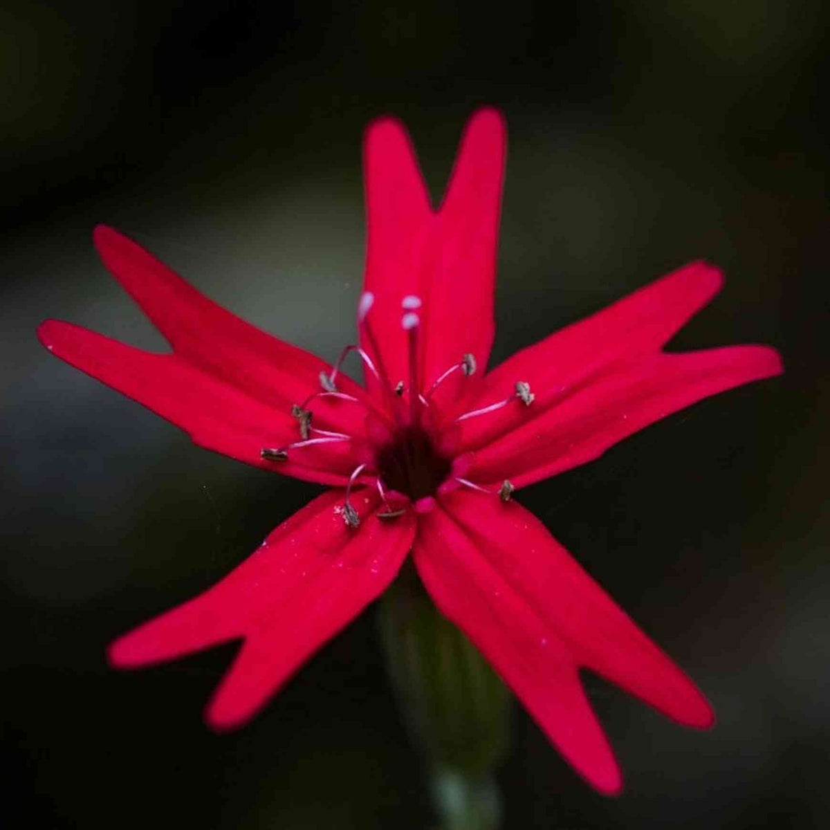Almanac Planting Co: Capture the unique elegance of a fire pink bloom with this close-up of Silene virginica. Its deeply notched petals and vibrant color make it a standout in native plantings, supporting hummingbirds and regional biodiversity.