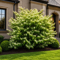 Silky Dogwood