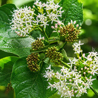 Silky Dogwood