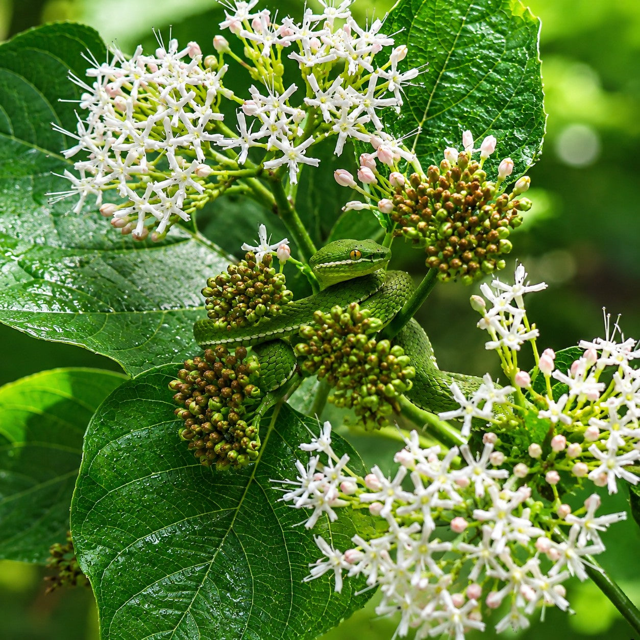 Silky Dogwood