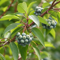 Silky Dogwood