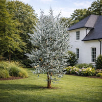 Almanac Planting Co: Silver Dollar Eucalyptus tree showing mature form with silver-blue foliage in landscape