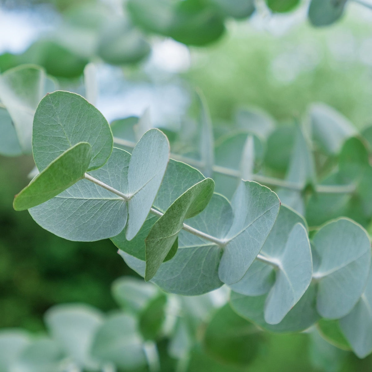 Almanac Planting Co: Silver Dollar Eucalyptus juvenile foliage with round silver-blue leaves