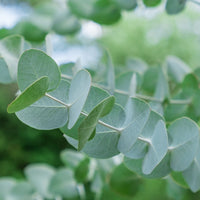 Almanac Planting Co: Silver Dollar Eucalyptus juvenile foliage with round silver-blue leaves