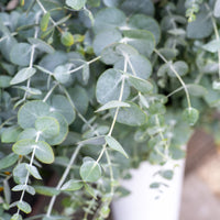 Almanac Planting Co: Silver Dollar Eucalyptus cut foliage displaying round leaves on long stems