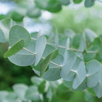 Almanac Planting Co: Silver Dollar Eucalyptus juvenile foliage with round silver-blue leaves
