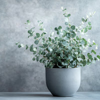 Almanac Planting Co: Silver Dollar Eucalyptus grown in container for seasonal foliage or patio use