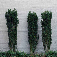 Almanac Planting Co: Sky Pencil Japanese Holly (Ilex crenata 'Sky Pencil'). A row of three, growing in a bed in front of a white, brick wall.