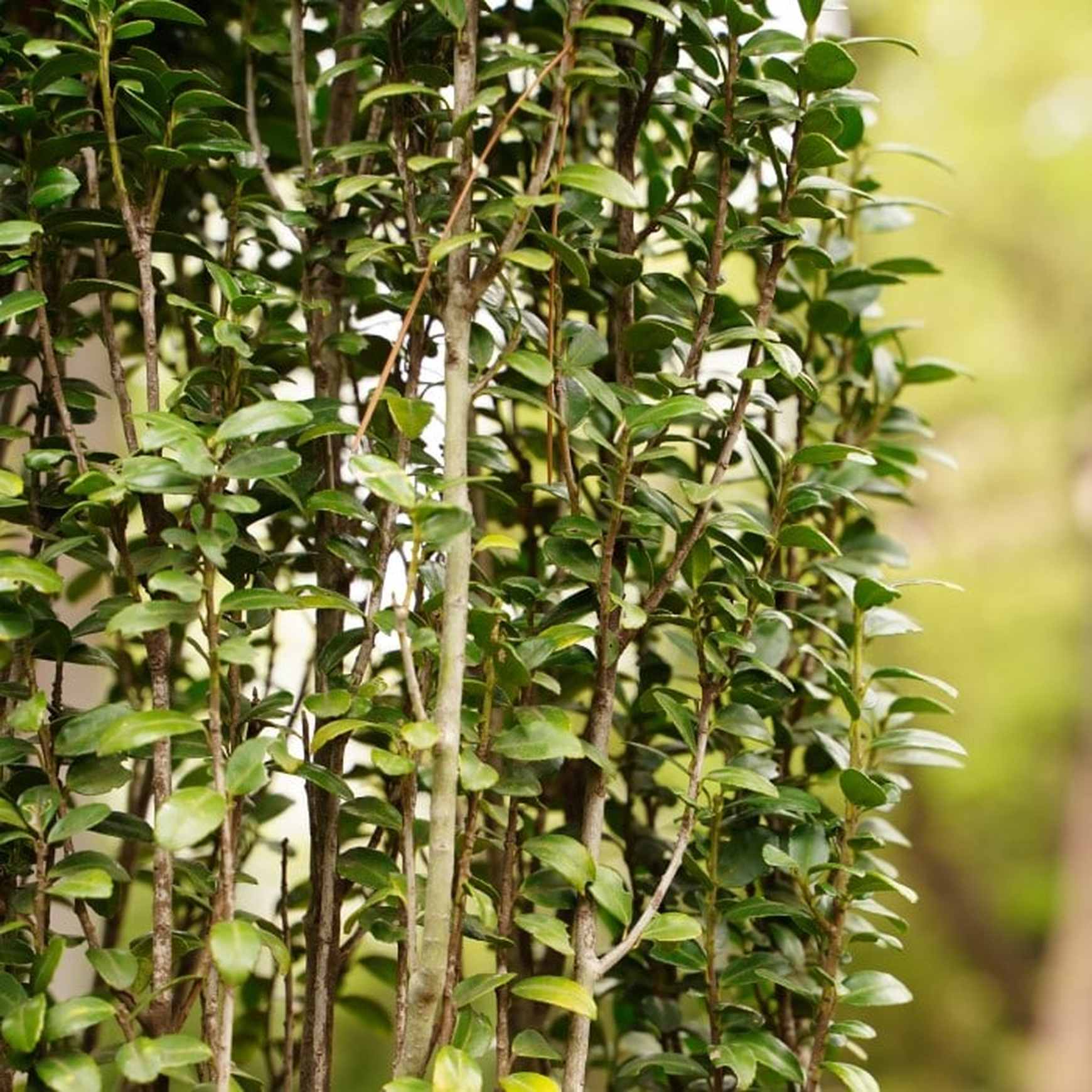 Almanac Planting Co: Sky Pencil Japanese Holly (Ilex crenata 'Sky Pencil'). A side image of vertical branching covered in evergreen foliage. 