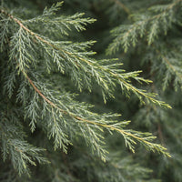 Almanac Planting Co: Close-up of Skyrocket Juniper foliage showing blue-green needle texture on Juniperus scopulorum 'Skyrocket'