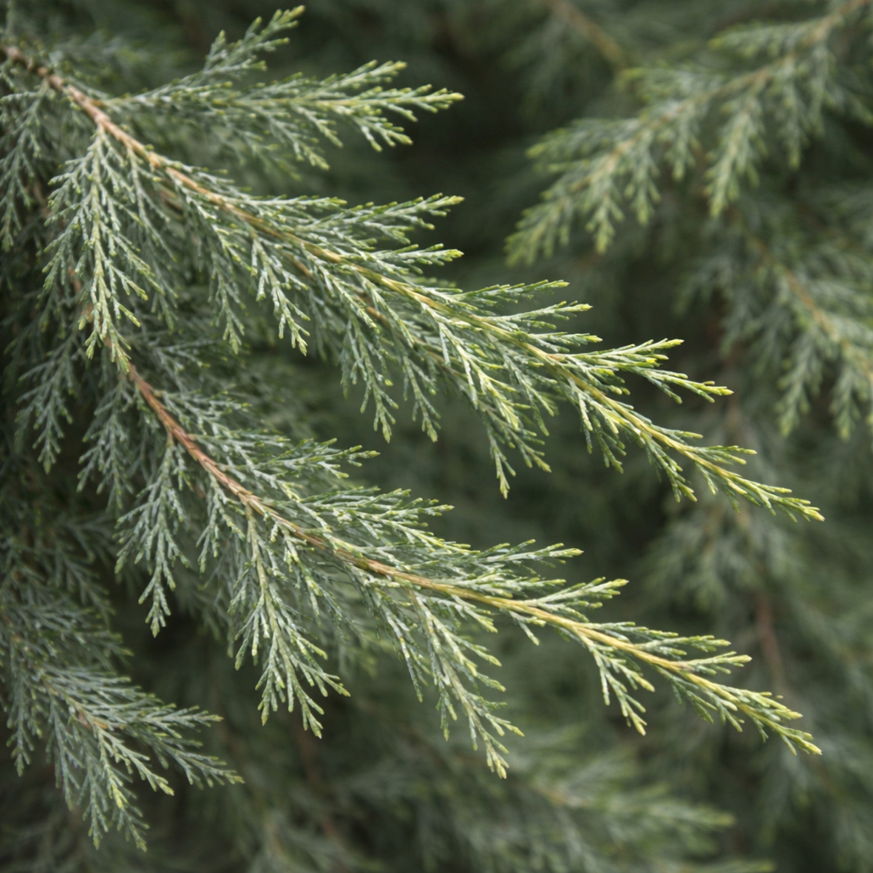 Almanac Planting Co: Close-up of Skyrocket Juniper foliage showing blue-green needle texture on Juniperus scopulorum 'Skyrocket'