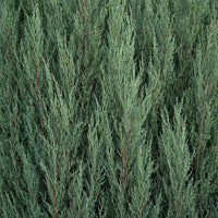 Almanac Planting Co: Detailed foliage texture of Skyrocket Juniper evergreen showing dense blue-green scale-like needles