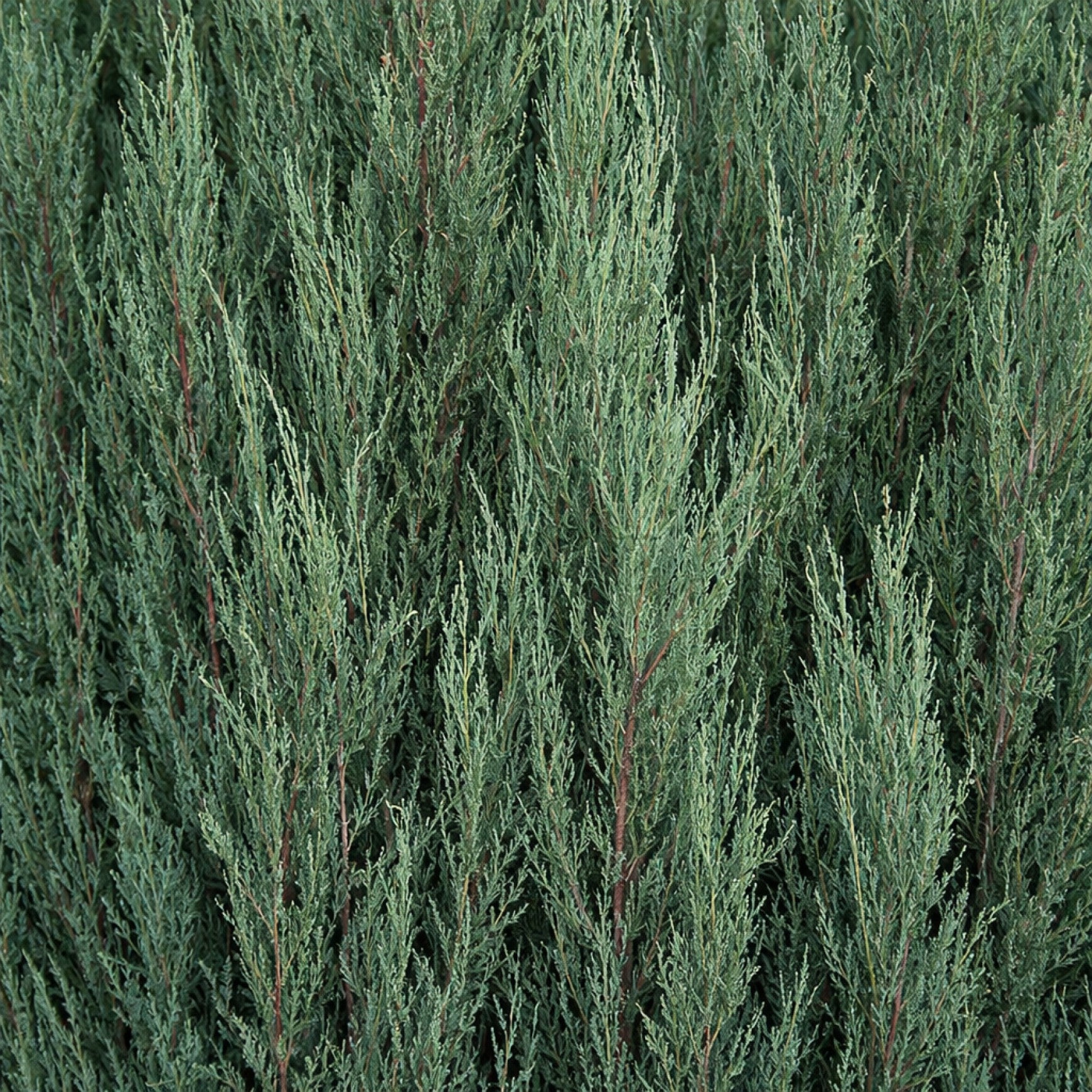 Almanac Planting Co: Detailed foliage texture of Skyrocket Juniper evergreen showing dense blue-green scale-like needles