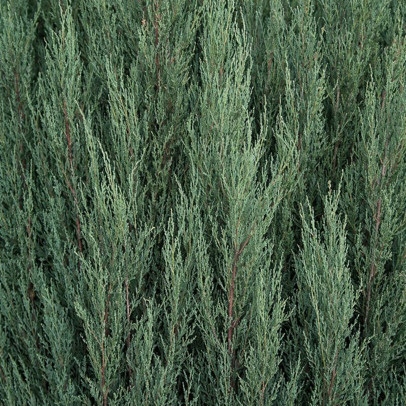 Sky Rocket Juniper | Narrow Columnar Evergreen for Screens & Accents ...