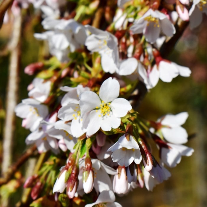 Almanac Planting Co: A lush display of Snow Fountains Cherry (Prunus 'Snofozam') blossoms, featuring cascades of delicate white flowers that add a serene beauty to spring landscapes. This image captures the graceful, weeping habit of the branches, ideal for garden accents or as a focal point in residential landscapes.