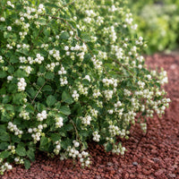 Snowberry