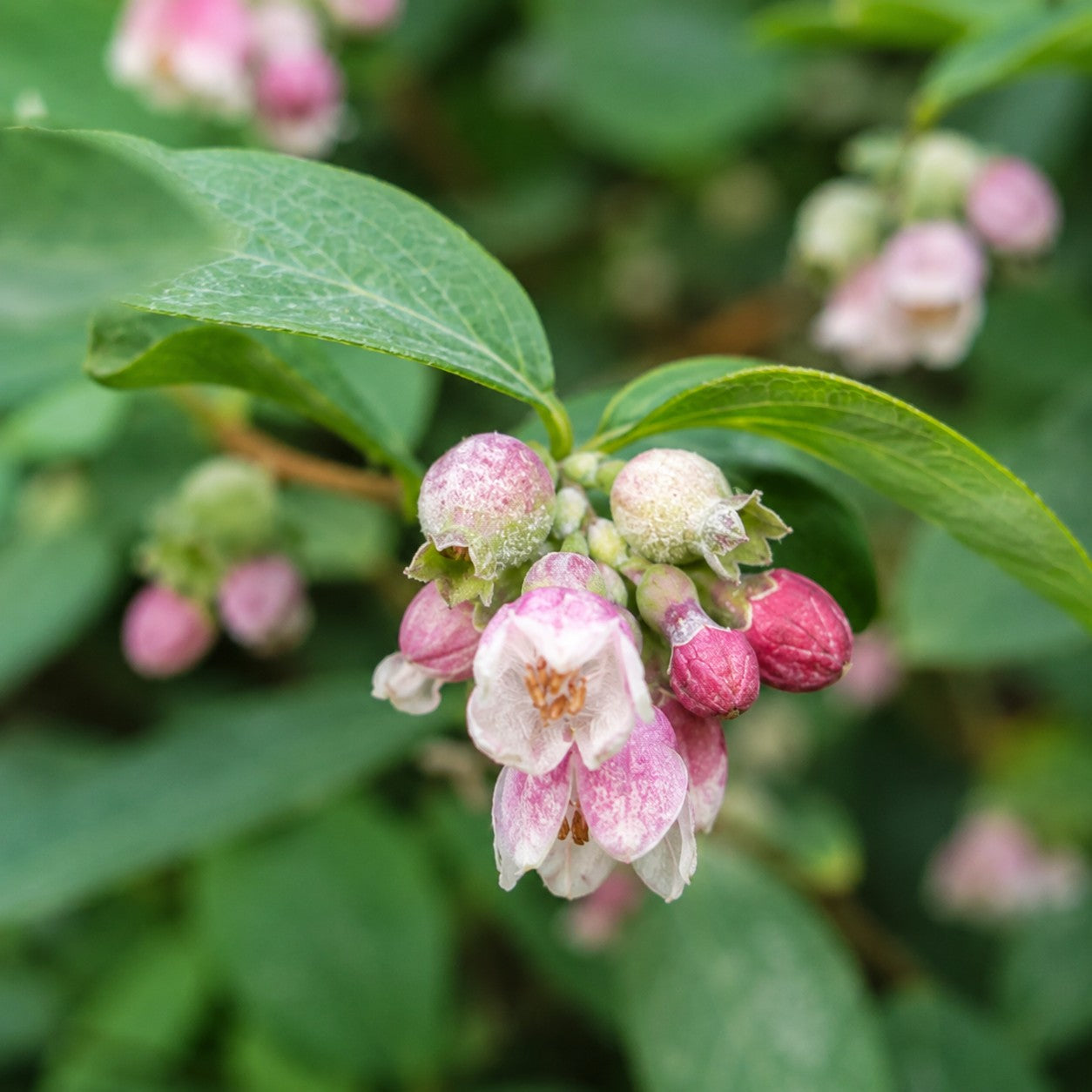 Snowberry