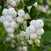 Snowberry