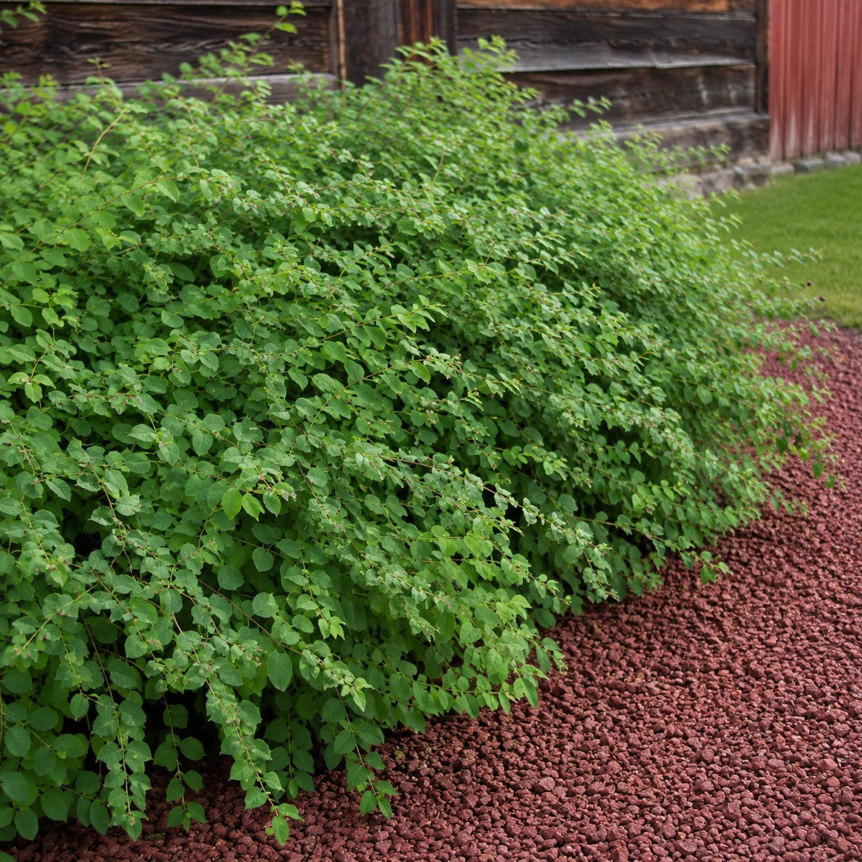 Snowberry