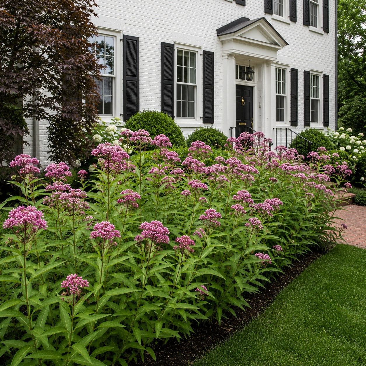 Soulmate Swamp Milkweed