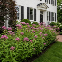 Soulmate Swamp Milkweed