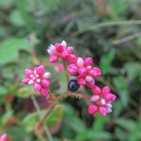 Soulmate Swamp Milkweed