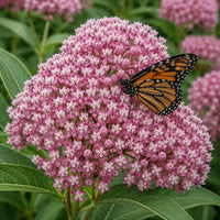 Soulmate Swamp Milkweed