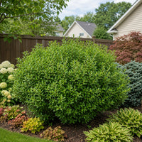 Almanac Planting Co: Southern Gentleman Winterberry forming a dense rounded green shrub in a landscaped backyard garden