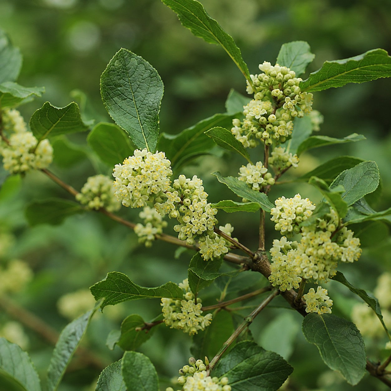 Almanac Planting Co: Close-up of Southern Gentleman Winterberry showing clusters of small pale flowers among green foliage