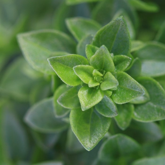 Almanac Planting Co: Close-up of Basil ‘Spicy Globe’ showing small, bright green flavorful leaves