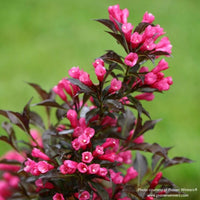 Almanac Planting Co: The intricate detail of Weigela 'Spilled Wine' (Weigela florida) flowers and foliage, highlighting the shrub's decorative potential for both garden beds and container gardening. A must-have for ornamental plant enthusiasts.
