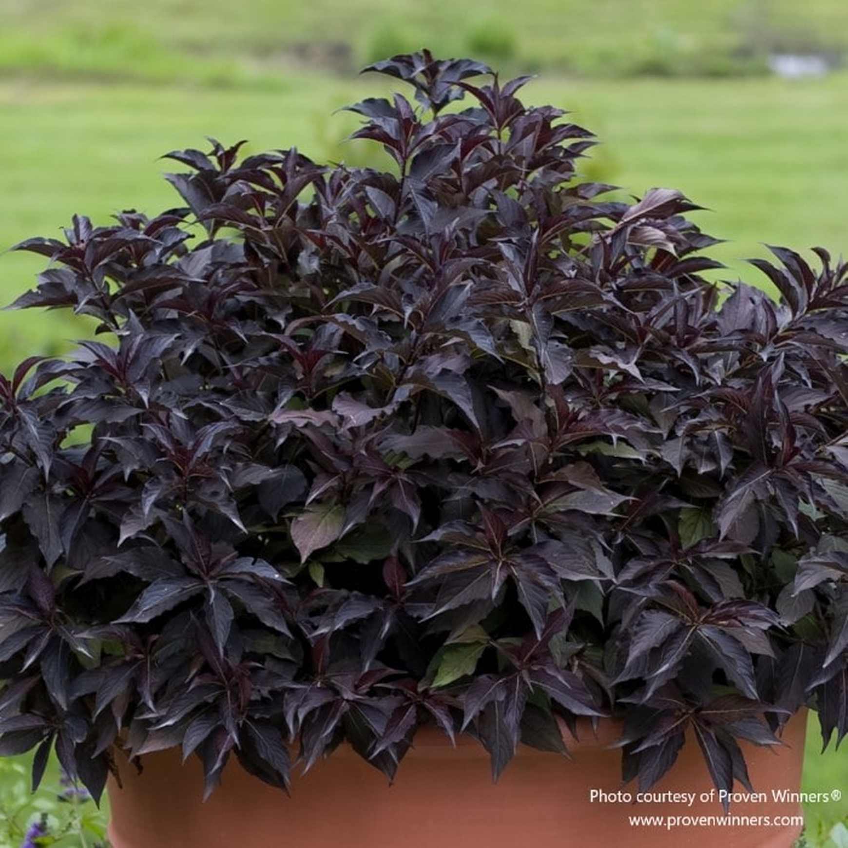 Spilled Wine® Weigela | Low-Growing Weigela – Almanac Planting Co
