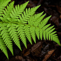 Almanac Planting Co: Close-up of Spinulose Wood Fern showing finely divided lacy green foliage above dark woodland mulch