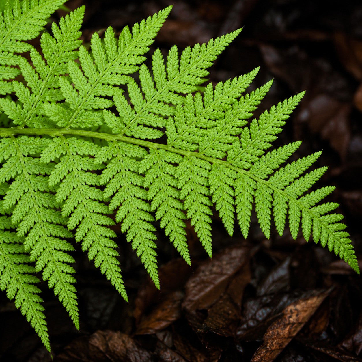Almanac Planting Co: Close-up of Spinulose Wood Fern showing finely divided lacy green foliage above dark woodland mulch