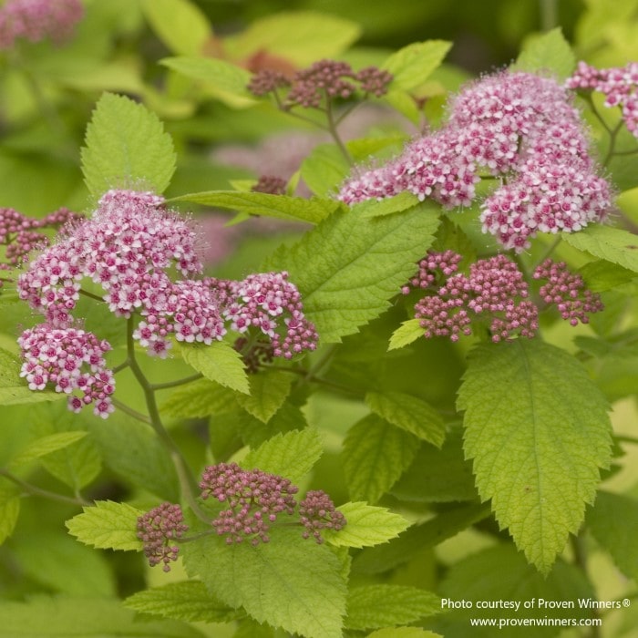 Almanac Planting Co: A detailed view of Spirea 'Double Play Big Bang' (Spiraea japonica), featuring clusters of soft pink blooms against fresh green foliage, perfect for eco-friendly gardens and attracting a variety of beneficial insects.