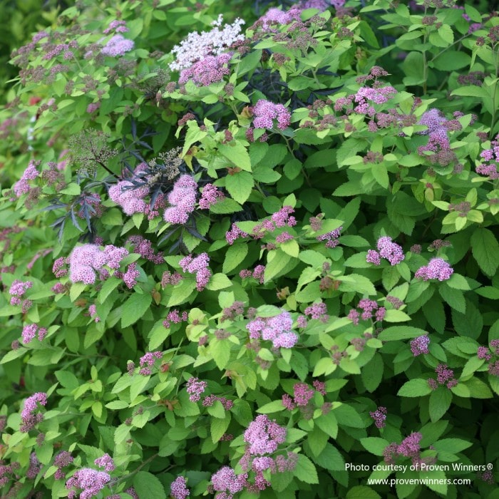 Almanac Planting Co: Lush Spirea 'Double Play Big Bang' (Spiraea japonica) shrubs in bloom, presenting a multitude of pink flowers that provide a stunning visual interest for any eco-garden or urban landscaping project.