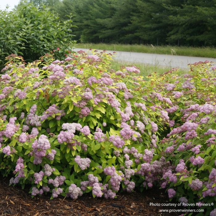 Almanac Planting Co: Spirea 'Double Play Big Bang' (Spiraea japonica) showcasing its full, rounded habit with clusters of pink blossoms, an excellent choice for creating a low-maintenance, pollinator-friendly garden setting.