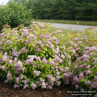 Almanac Planting Co: Spirea 'Double Play Big Bang' (Spiraea japonica) showcasing its full, rounded habit with clusters of pink blossoms, an excellent choice for creating a low-maintenance, pollinator-friendly garden setting.