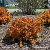  Almanac Planting Co: Vibrant and colorful Spirea 'Double Play Big Bang' (Spiraea japonica) shrubs with golden foliage transitioning to fiery orange, ideal for gardeners seeking a splash of autumn color in their landscaping.