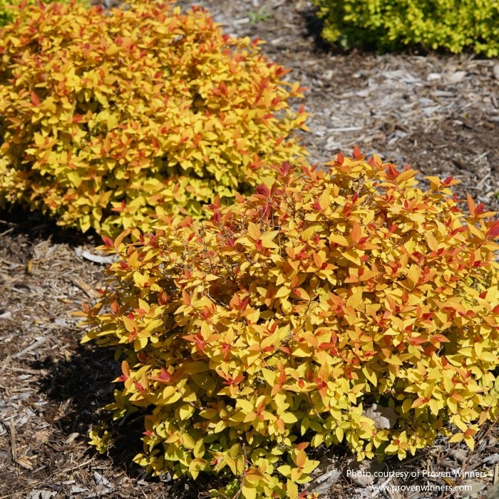 Almanac Planting Co: The striking autumnal hues of Spirea 'Double Play Candy Corn' (Spiraea japonica) offer a tapestry of red, orange, and yellow leaves, ideal for gardeners looking to create a warm, welcoming fall landscape.