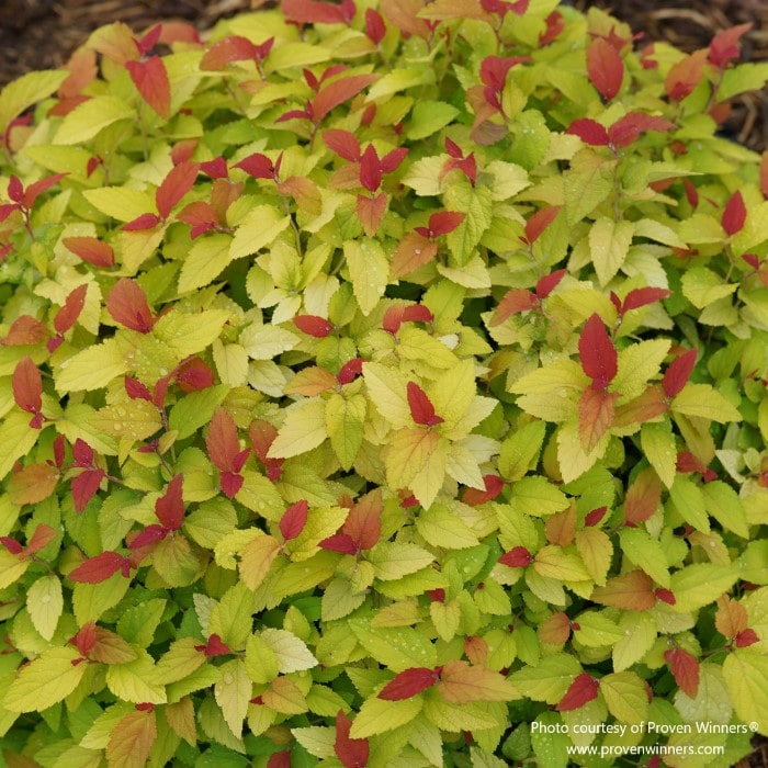Almanac Planting Co: Spirea 'Double Play Candy Corn' (Spiraea japonica) showcases its bright, lime-green leaves edged in crimson, a favorite among gardeners for its dynamic color changes and easy-care nature, suitable for both beginners and experienced landscapers.