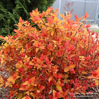 Almanac Planting Co: Spirea 'Double Play Candy Corn' (Spiraea japonica) in a vibrant display of foliage that transitions from yellow to fiery orange, creating a striking visual for any ornamental garden or decorative landscaping.