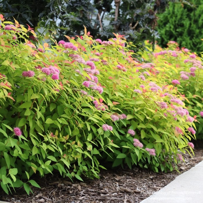 Almanac Planting Co: Lush green leaves tipped with rosy accents make this Spirea 'Double Play Candy Corn' (Spiraea japonica) a standout selection for anyone aiming to enhance their garden's visual appeal with versatile and vibrant shrubs.