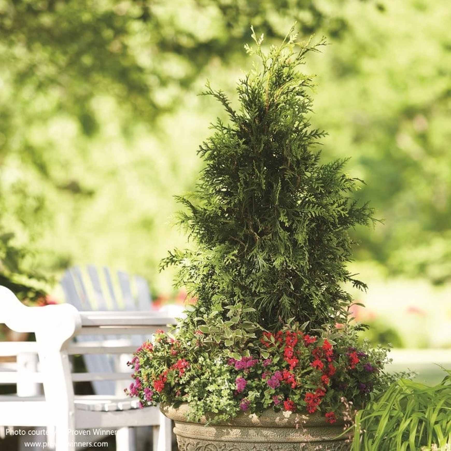 planting arborvitae fertilizer Spring Grove® Western Arborvitae