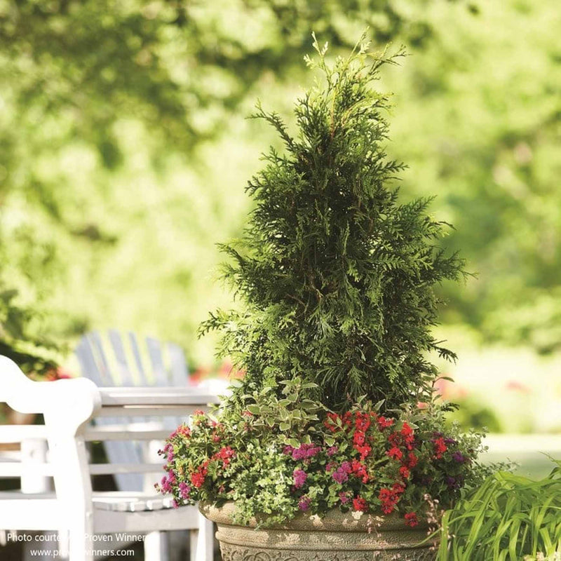 Spring Grove® Western Arborvitae