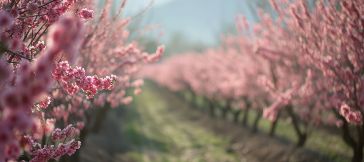 Almanac Planting Co Pink Blooms in Fruit Orchard